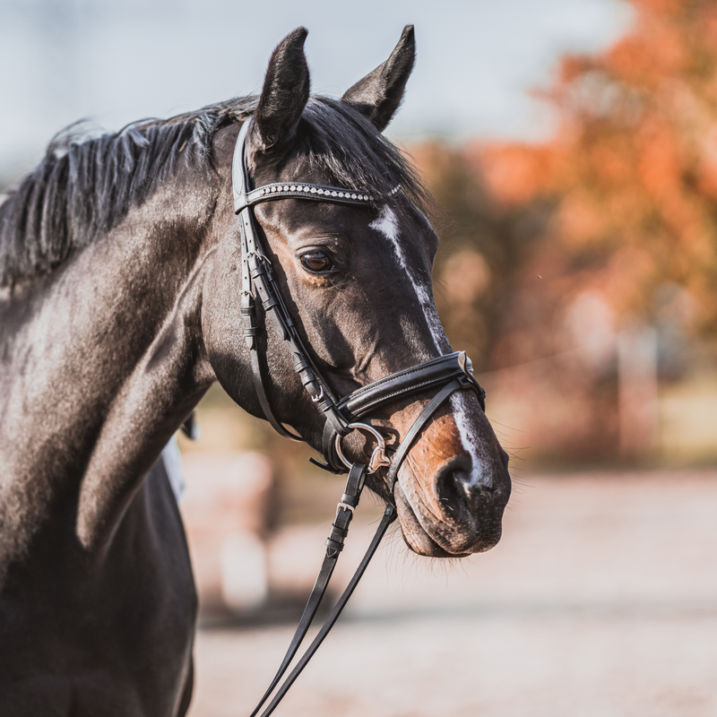 Sprenger KK Ultra Sensogan Eggbutt 14mm Single Jointed Horse Bit With 65mm Stainless Steel Rings