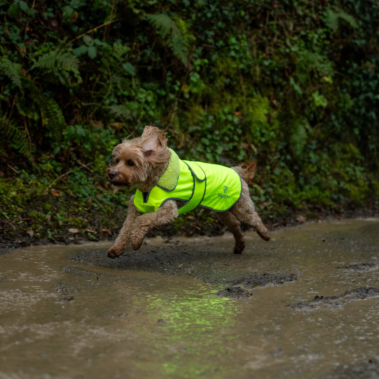 EQUIDRY Hi Vis Dog Coat