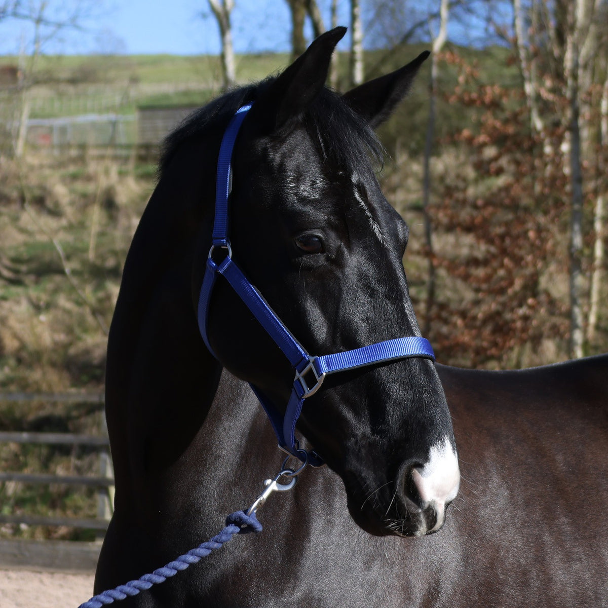 Whitaker HC172 Pockley Padded Headcollar Royal