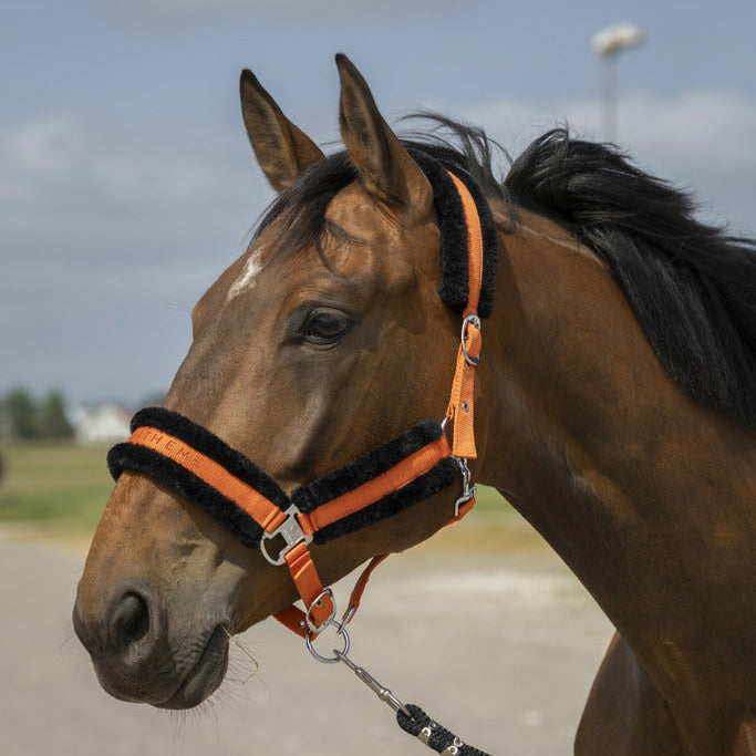 Equitheme Nylon Mouton Headcollar #colour_orange-black