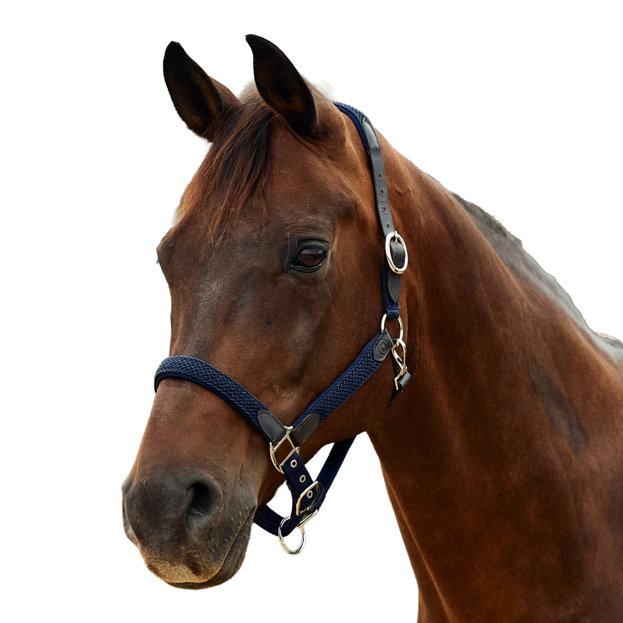 Dublin Braided Leather Padded Horse Headcollar