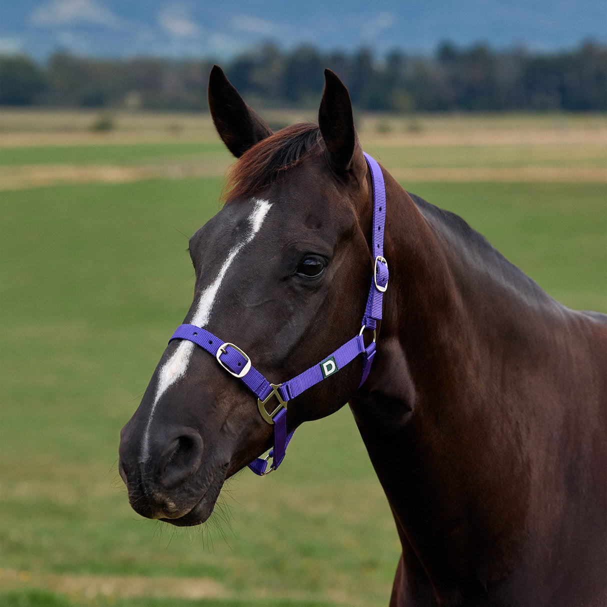 Dublin Everyday Nylon Headcollar for Horses