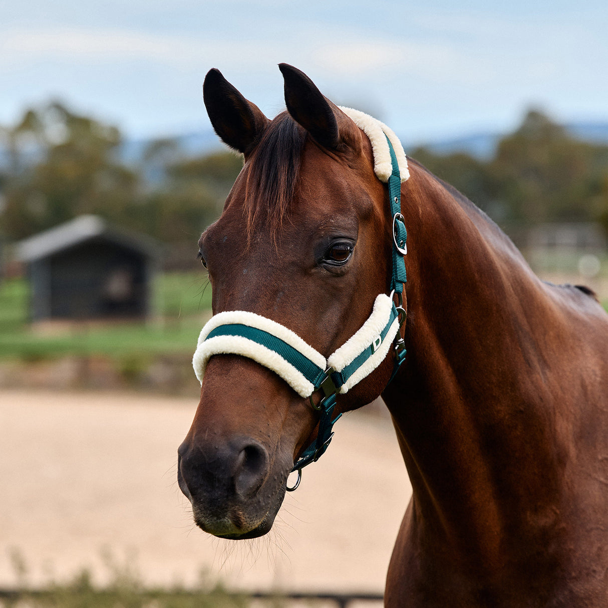 Dublin Soft Fit Fleece Padded Horse Headcollar