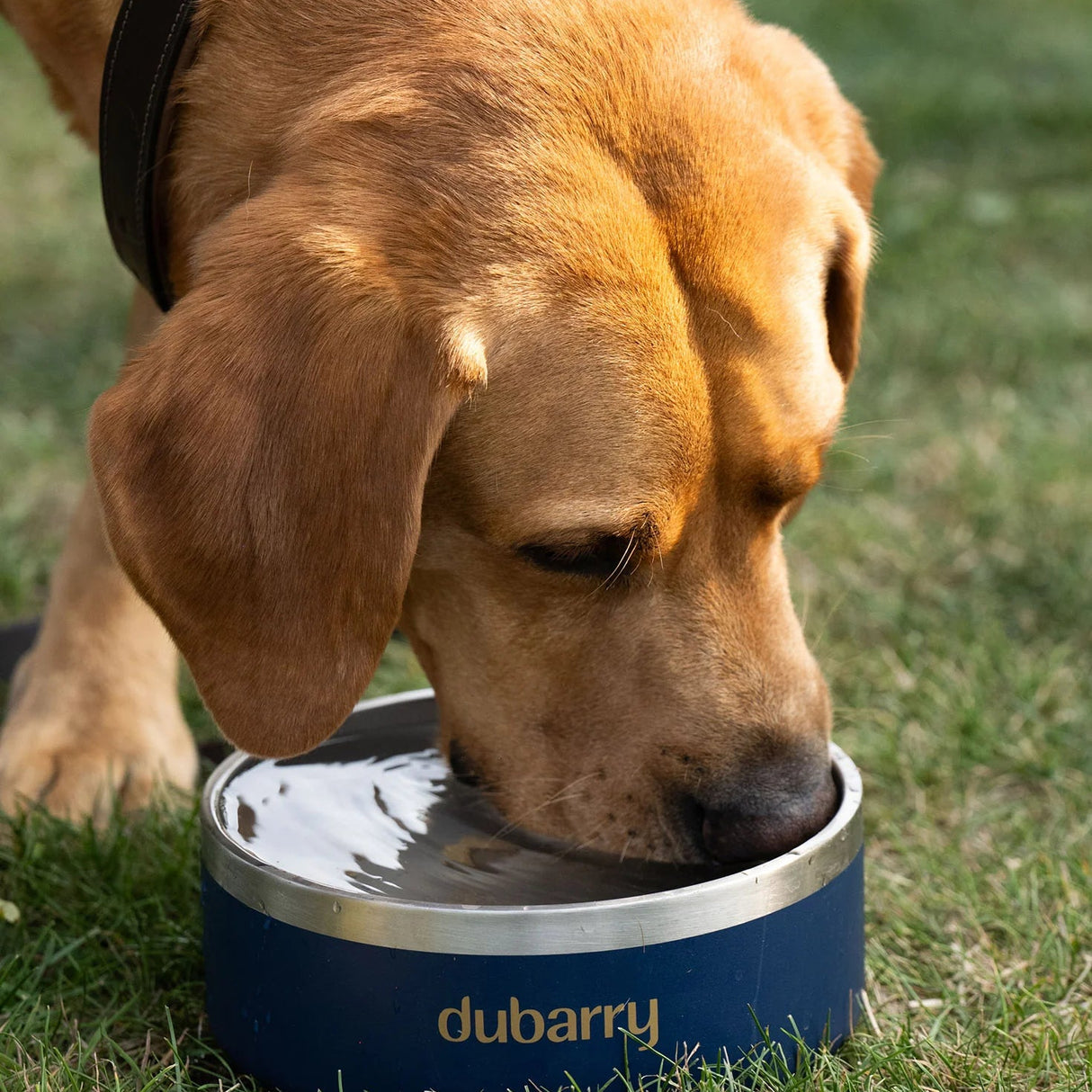 Dubarry Archie Dog Bowl