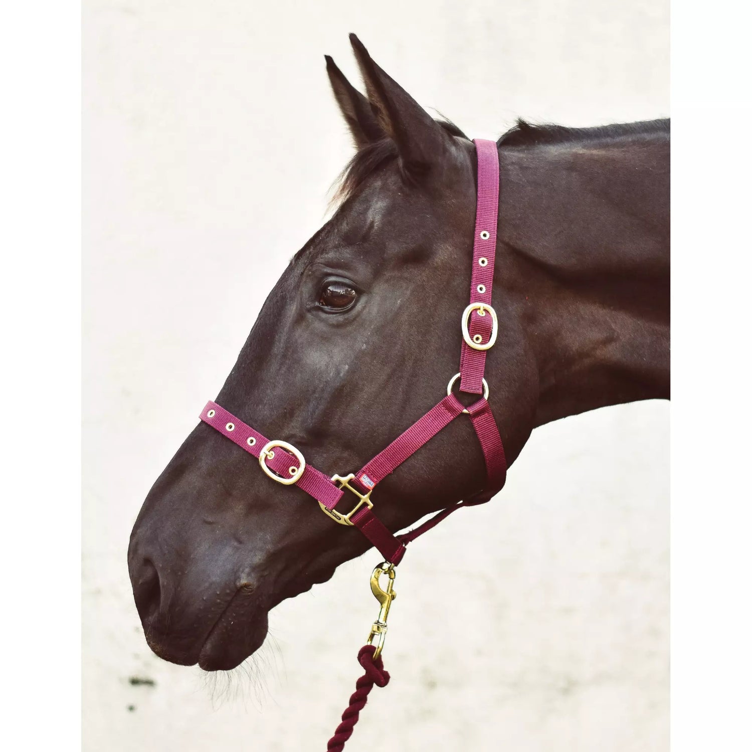 Mackey Equisential Nylon Headcollar #colour_purple