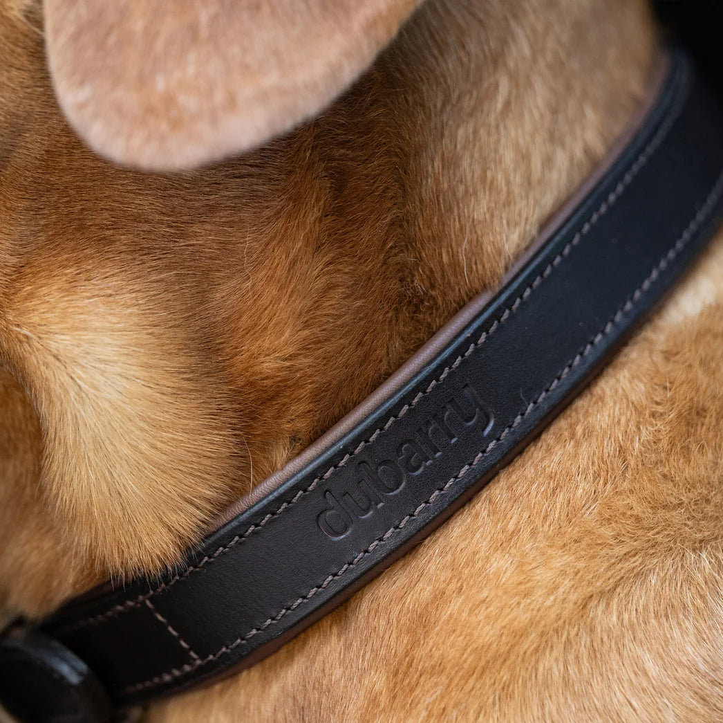 Dubarry Axel Leather Dog Collar