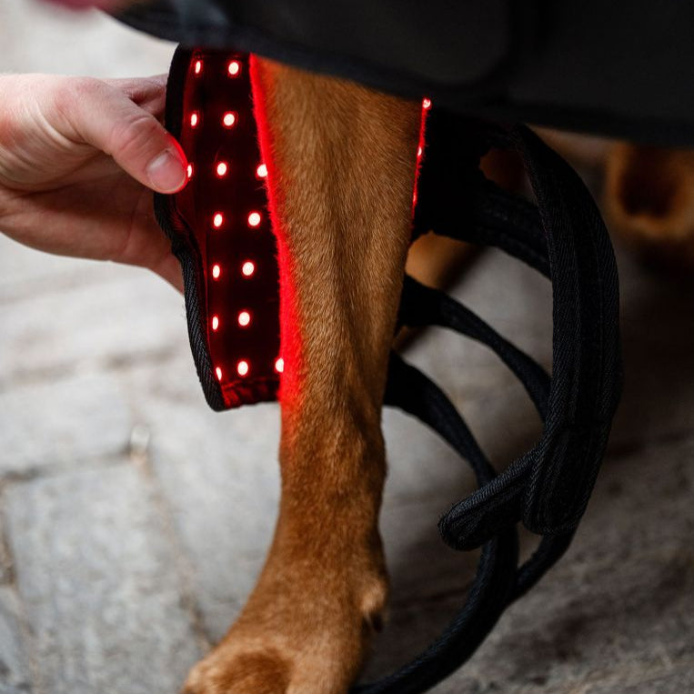 Horseware Ireland LED Red Light Therapy Pet Leg Wrap #colour_black-black