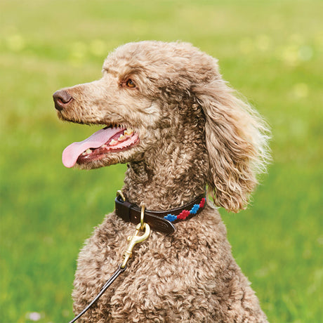 Weatherbeeta Polo Leather Dog Collar #colour_beaufort-brown-pink-blue