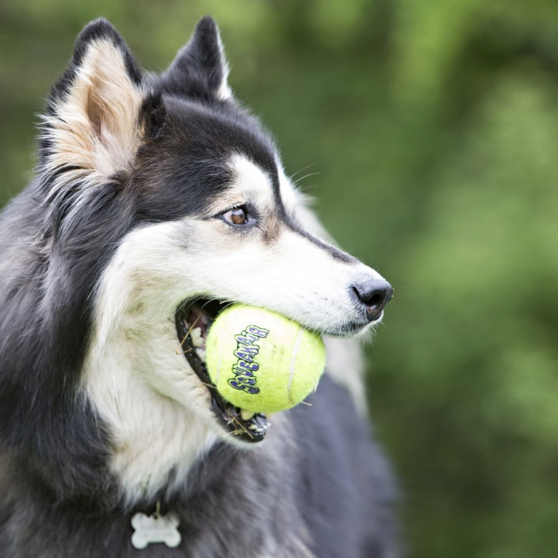 KONG SqueakAir Ball mit Seil