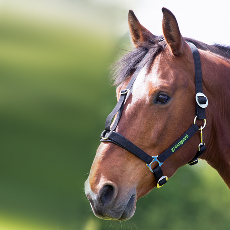 Shires Greenguard Headcollar #colour_black