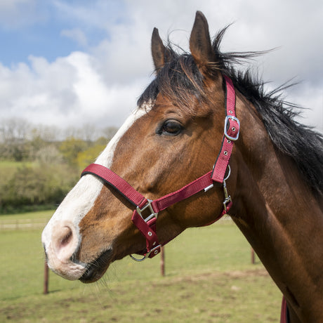 GS Equestrian Padded Head Collar #colour_burgundy