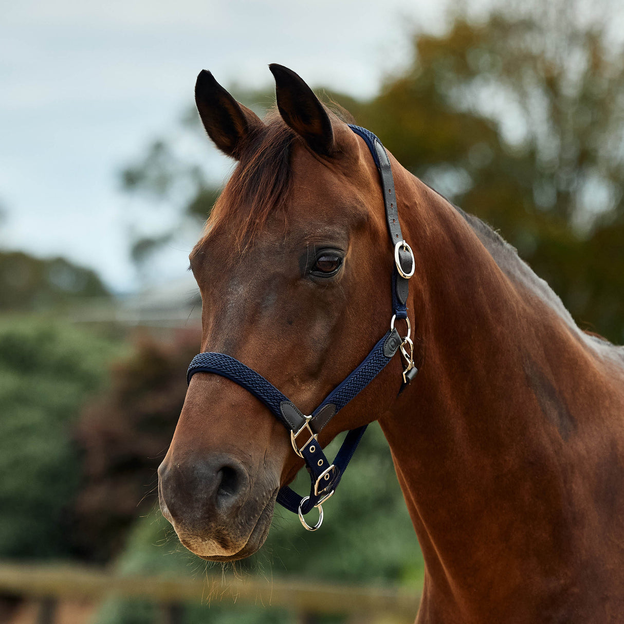 Dublin Braided Leather Padded Horse Headcollar