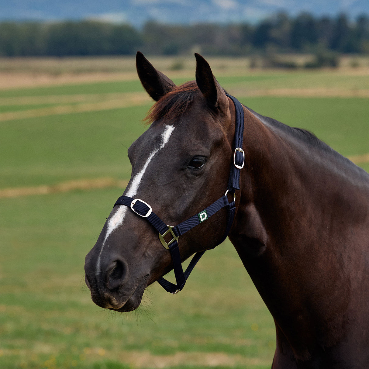 Dublin Everyday Nylon Headcollar for Horses