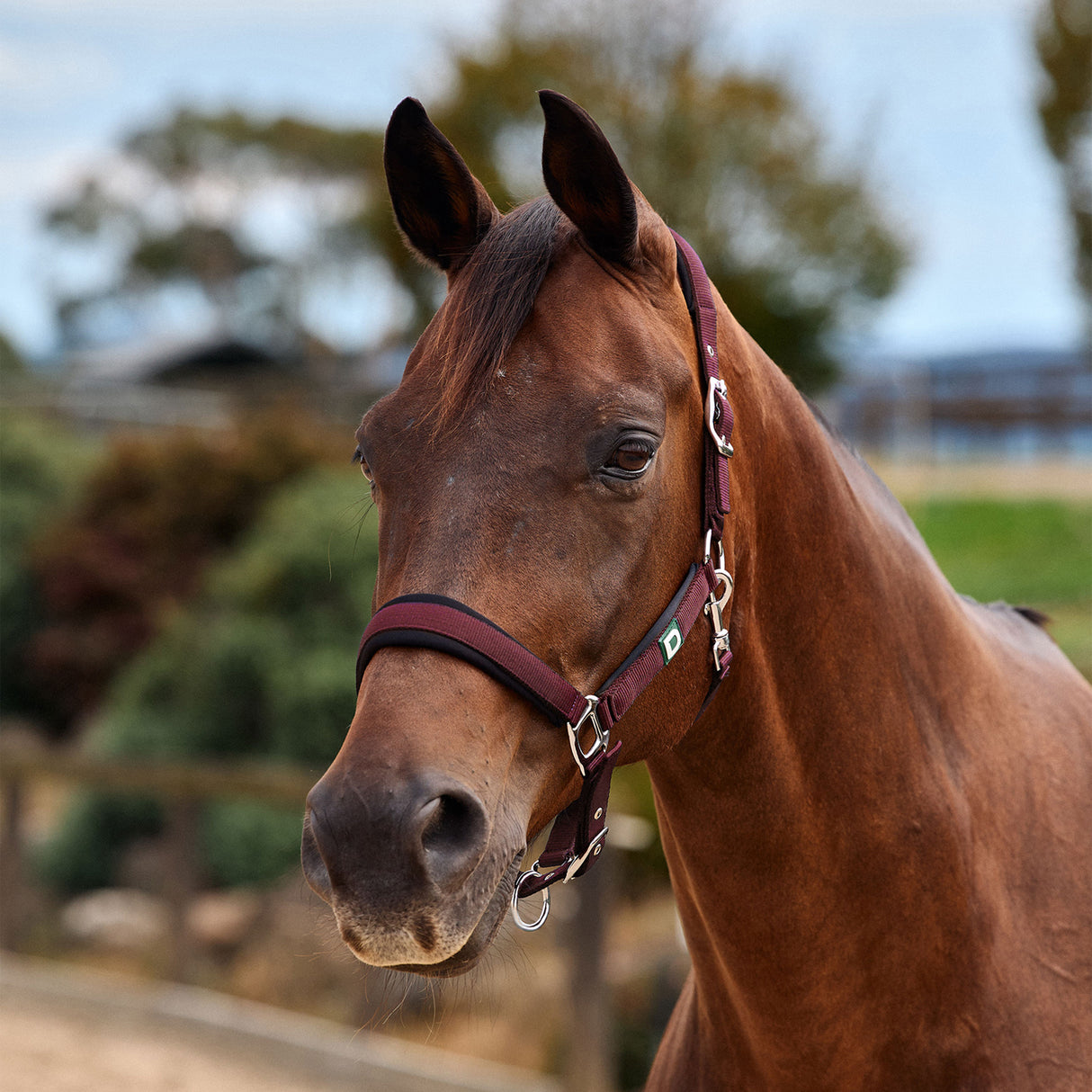 Dublin Neo Comfort Padded Neoprene Horse Headcollar