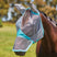 Weatherbeeta ComfiTec Deluxe Fine Mesh Mask With Ears & Nose #colour_grey-turquoise
