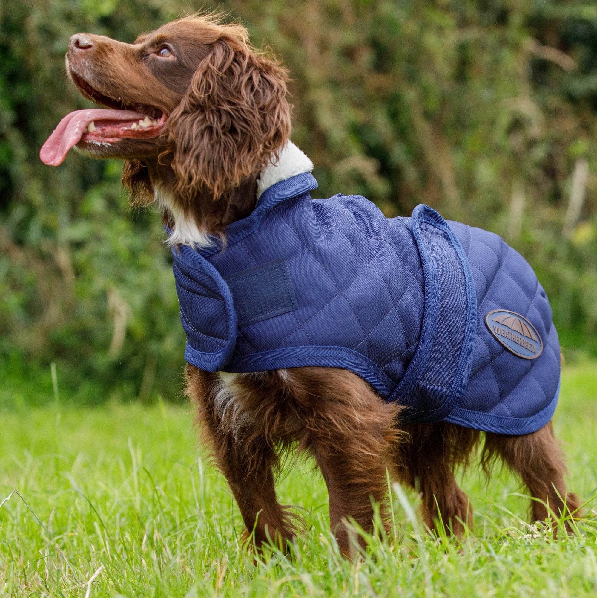 Weatherbeeta dog rugs hotsell