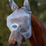 Weatherbeeta Comfitec Fine Mesh Fly Mask With Ears & Tassels #colour_grey