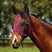 Weatherbeeta Comfitec Deluxe Stretch Fly Mask With Ears #colour_burgundy-black