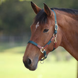 Shires ARMA Porto Headcollar
