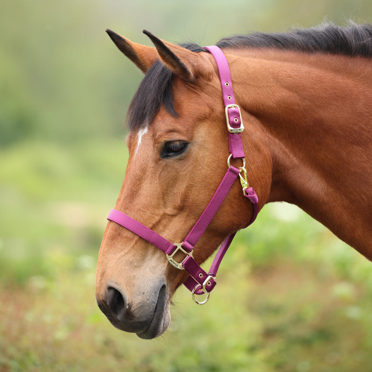 Shires ARMA Premium Adjustable Headcollar