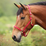 Shires ARMA Premium Adjustable Headcollar