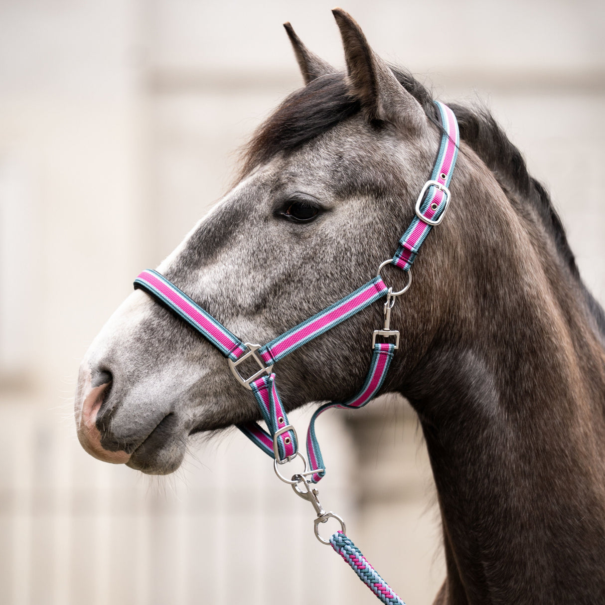 HKM Head Collar Set with Snap Hook -Manchester-