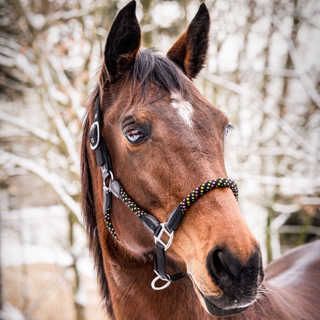 HKM Head Collar -Neonflash-