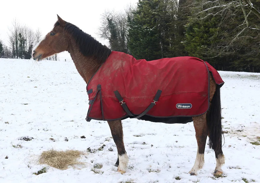 Kevin Milner Christmas Cards #style_horse-in-the-snow