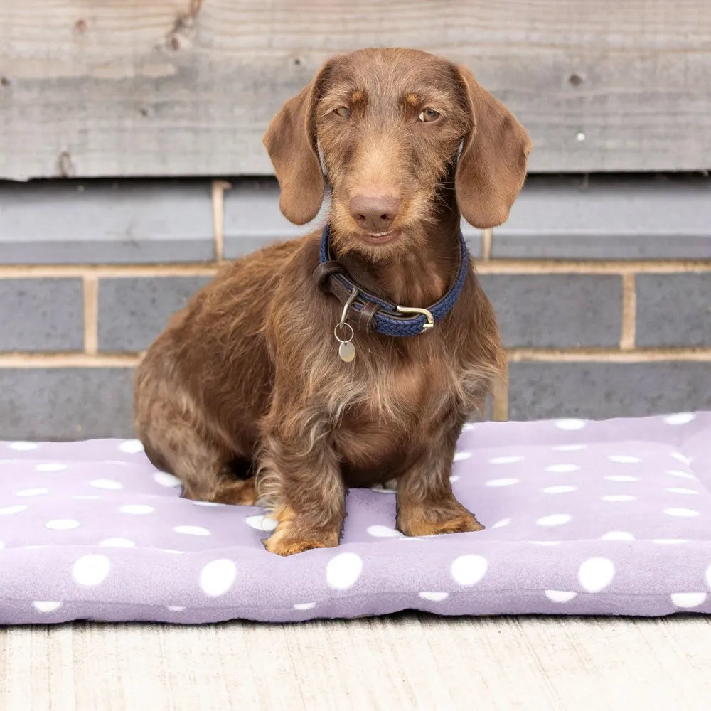Supreme dog bed sales