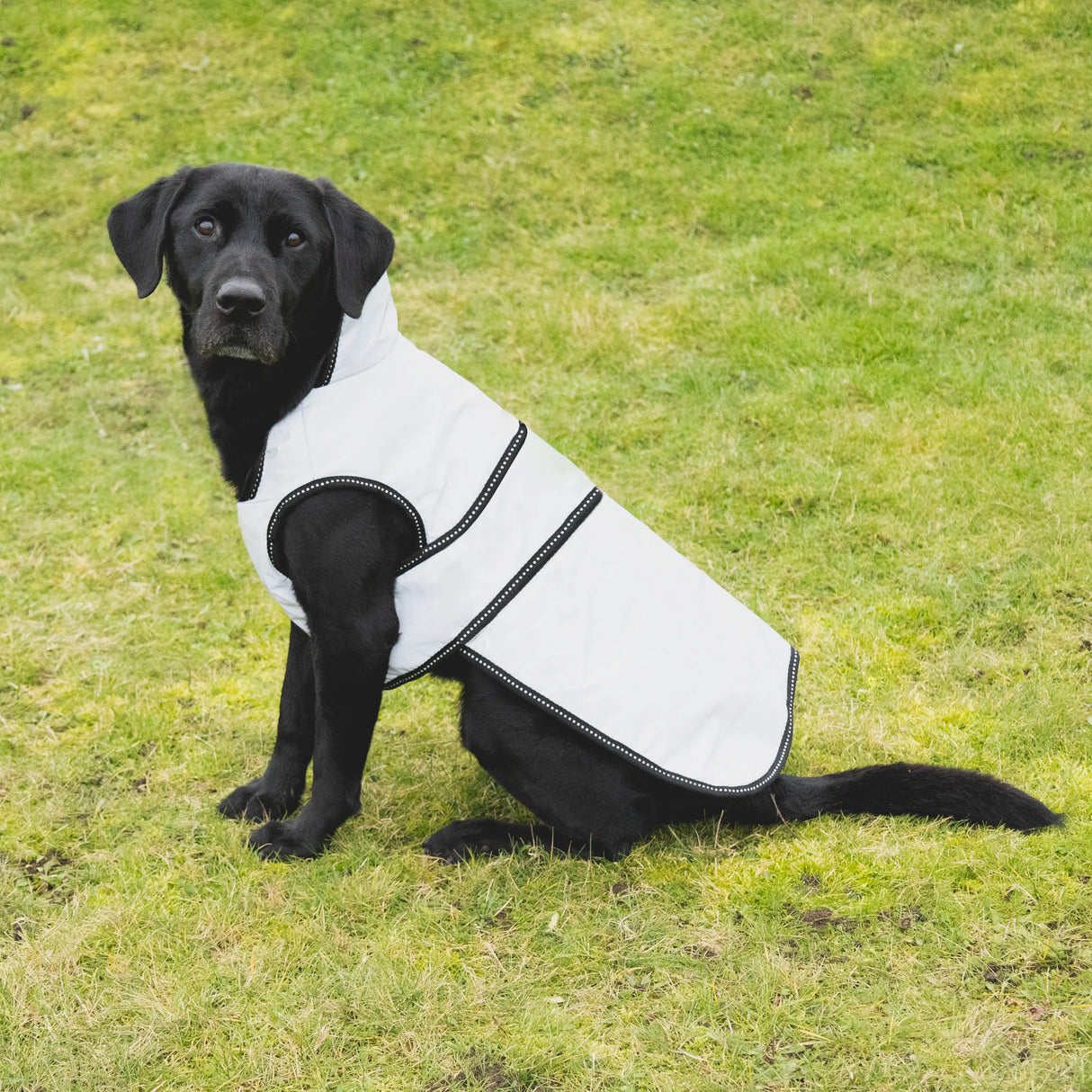 Benji & Flo Silva Reflective Dog Coat