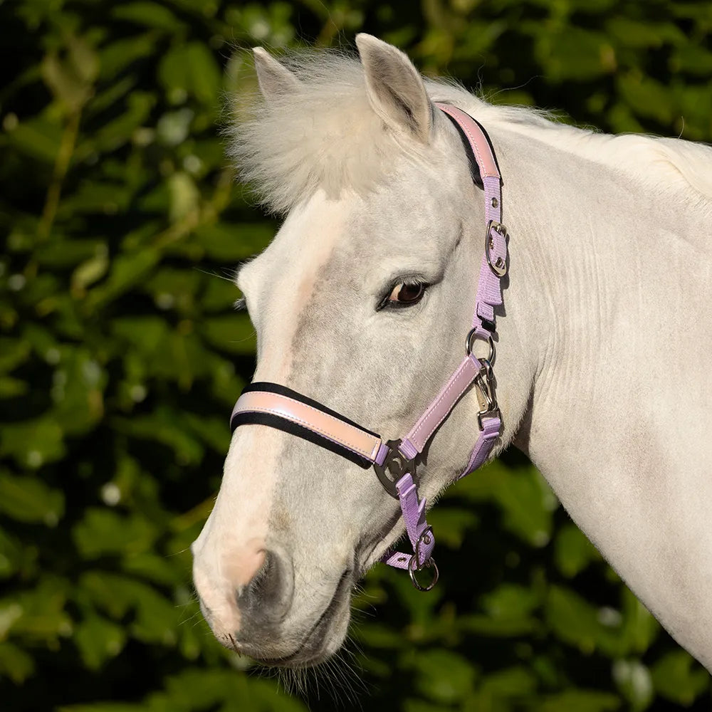 Hy Equestrian Glimmer Head Collar
