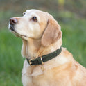 Benji & Flo Noble Suede Dog Collar #colour_green-gold