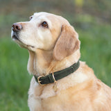 Benji & Flo Noble Suede Dog Collar #colour_green-gold