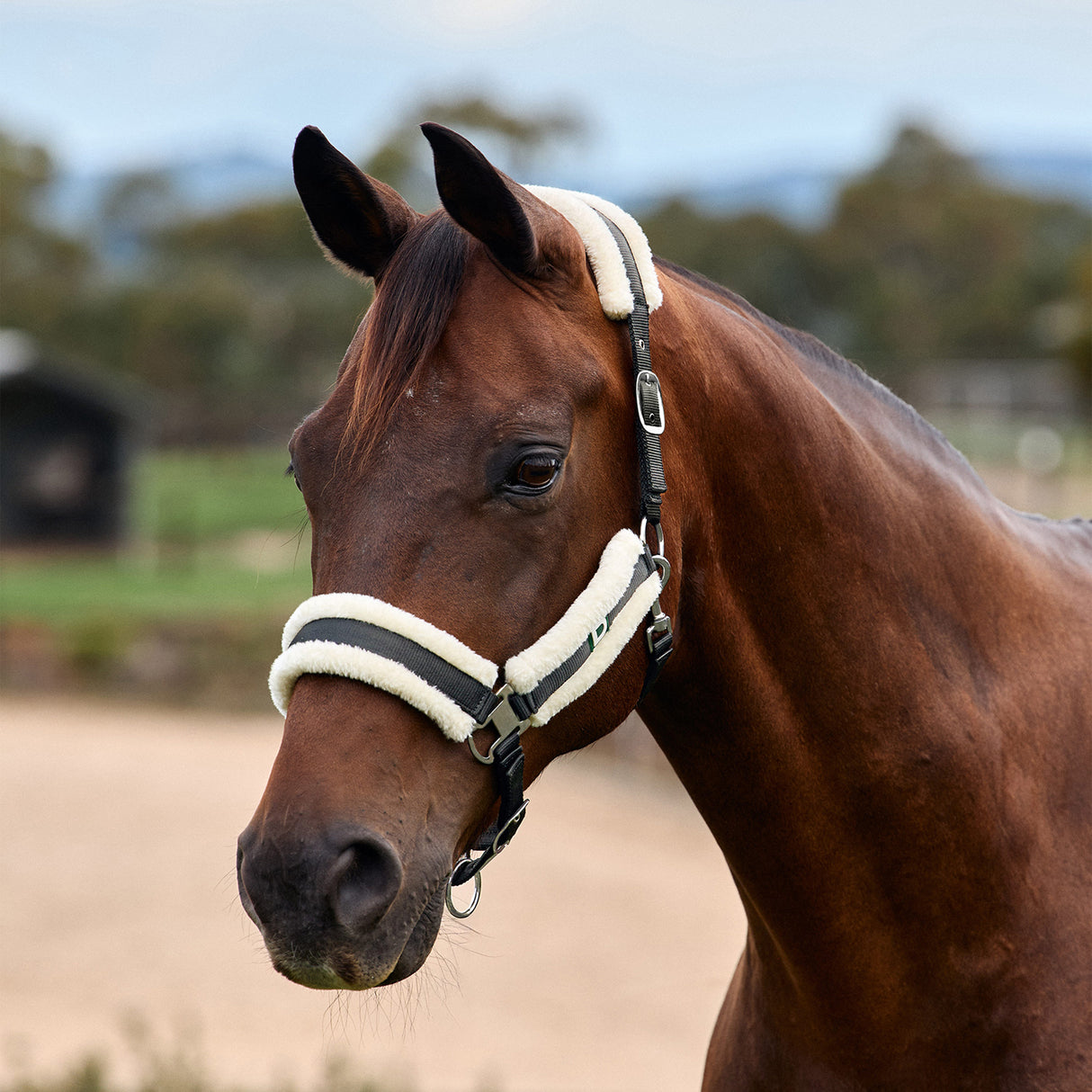 Dublin Soft Fit Fleece Padded Horse Headcollar