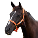 Dublin Everyday Nylon Headcollar for Horses