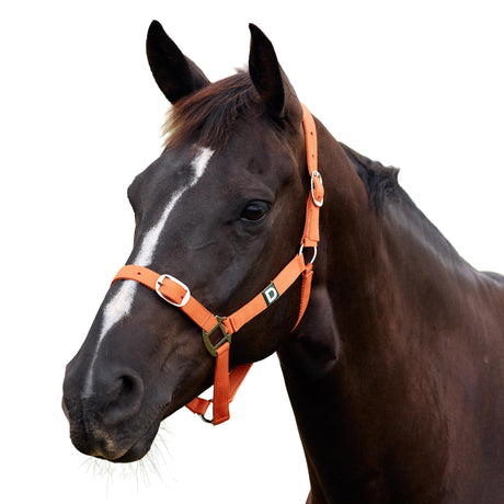 Dublin Everyday Nylon Headcollar for Horses