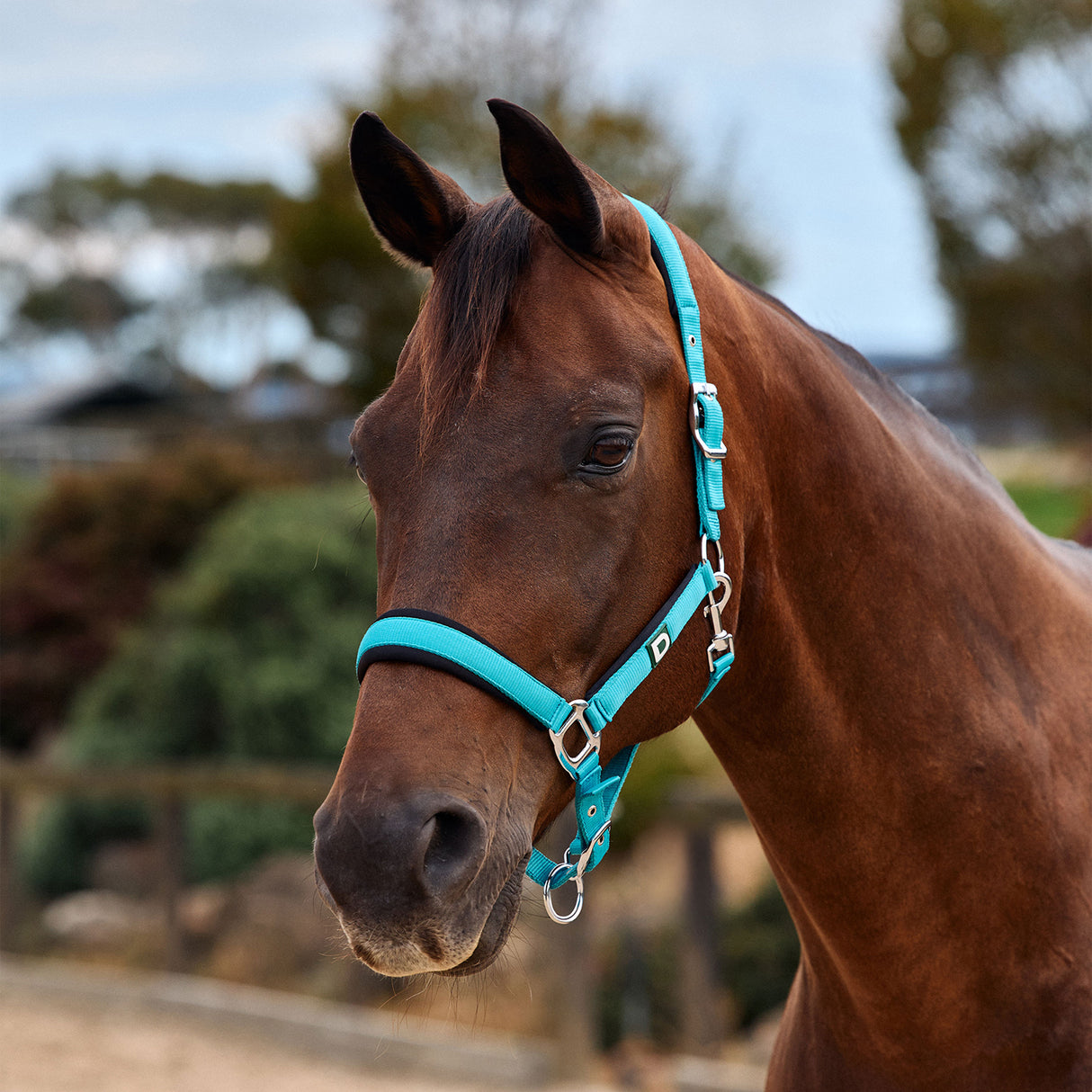 Dublin Neo Comfort Padded Neoprene Horse Headcollar