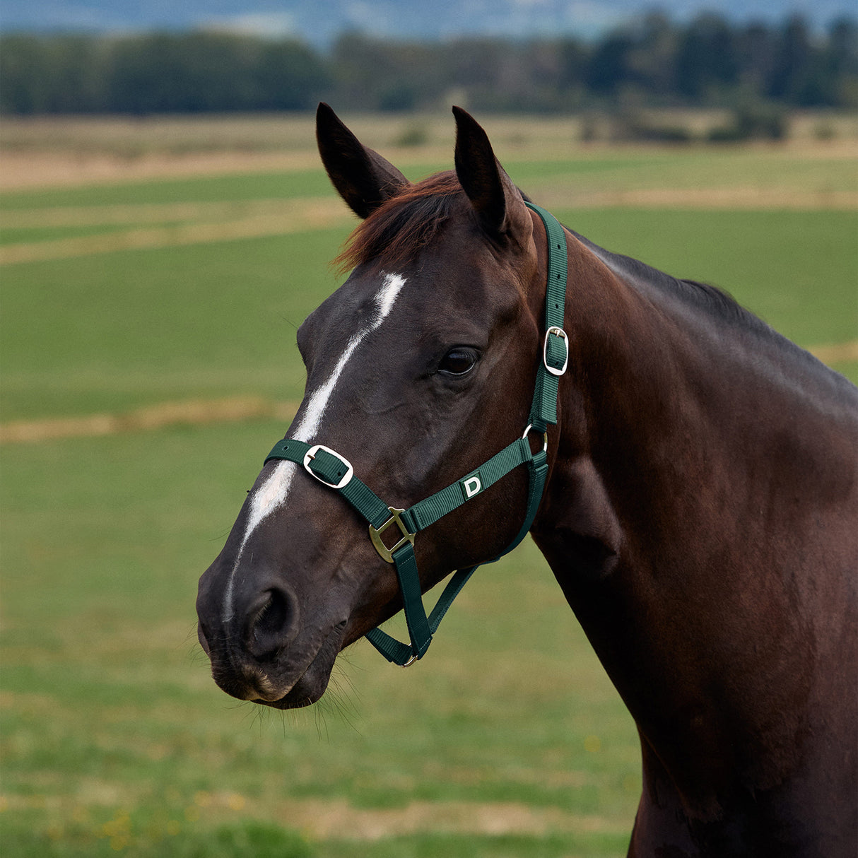 Dublin Everyday Nylon Headcollar for Horses