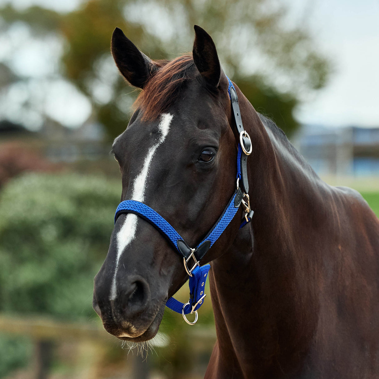 Dublin Braided Leather Padded Horse Headcollar