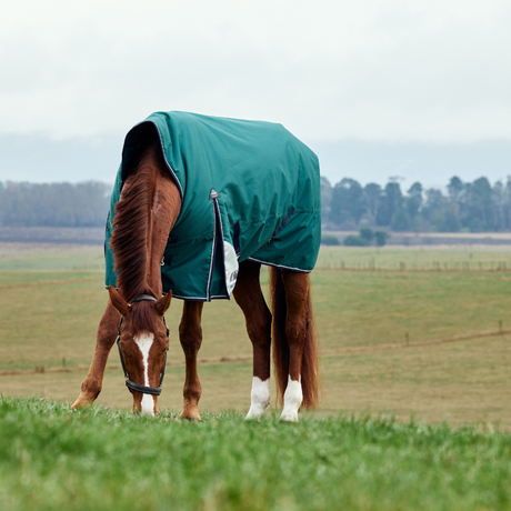 Weatherbeeta Comfitec Plus Dynamic 220G High Neck Turnout #colour_forest-green-navy