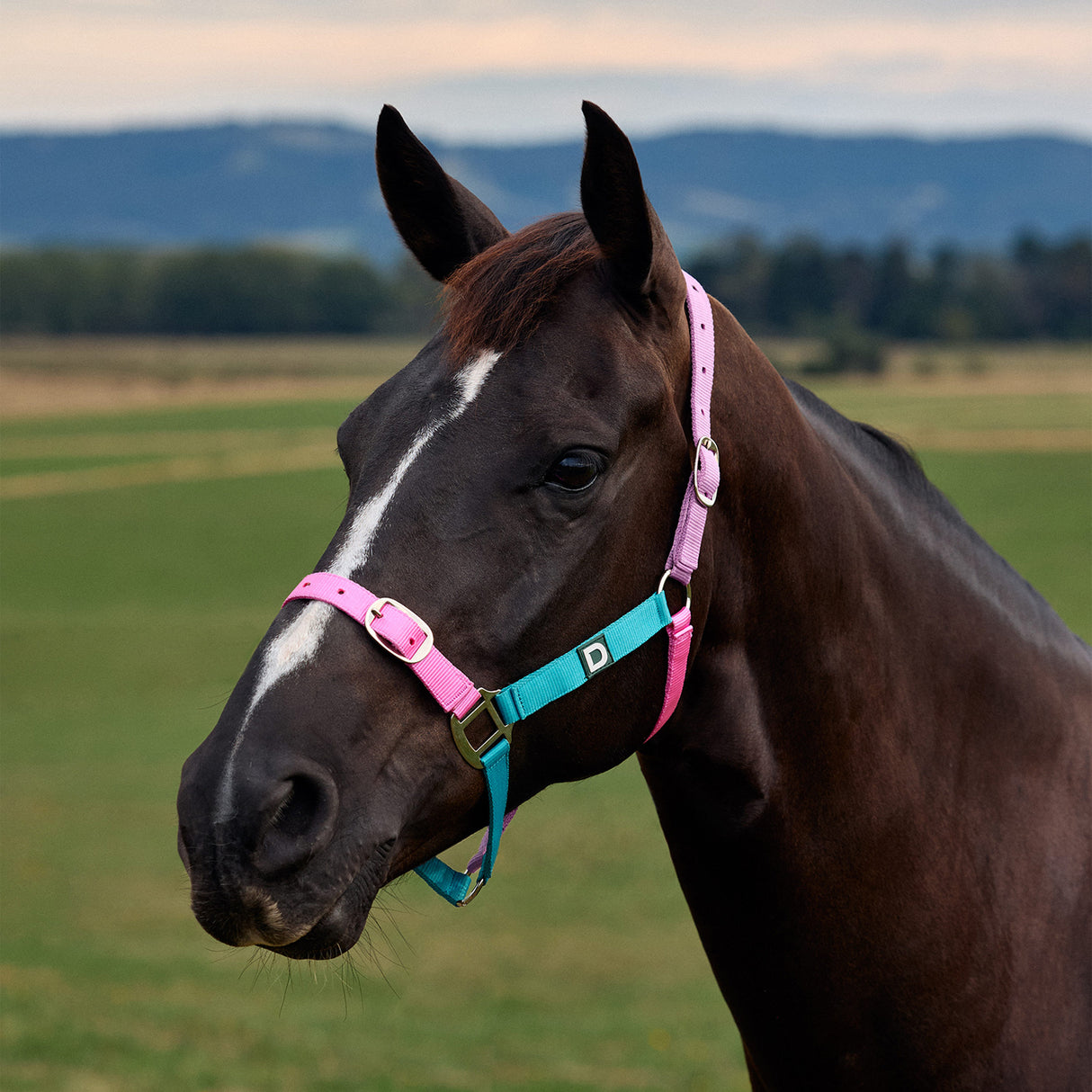 Dublin Everyday Nylon Headcollar for Horses