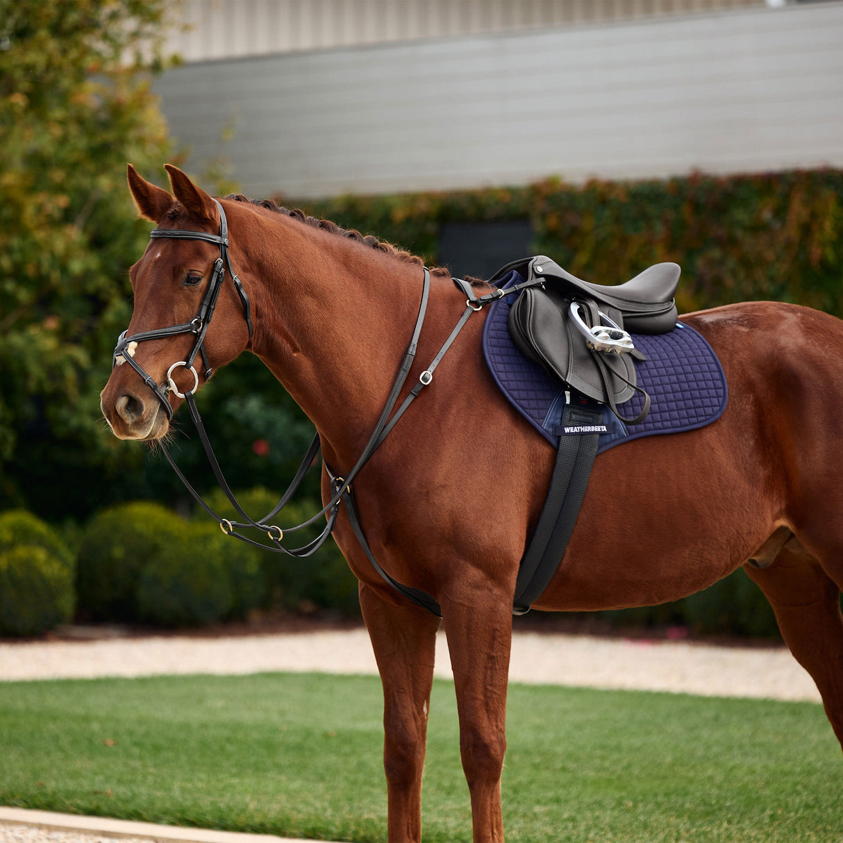 Dublin 3-Point Leather Breastplate with Running Martingale