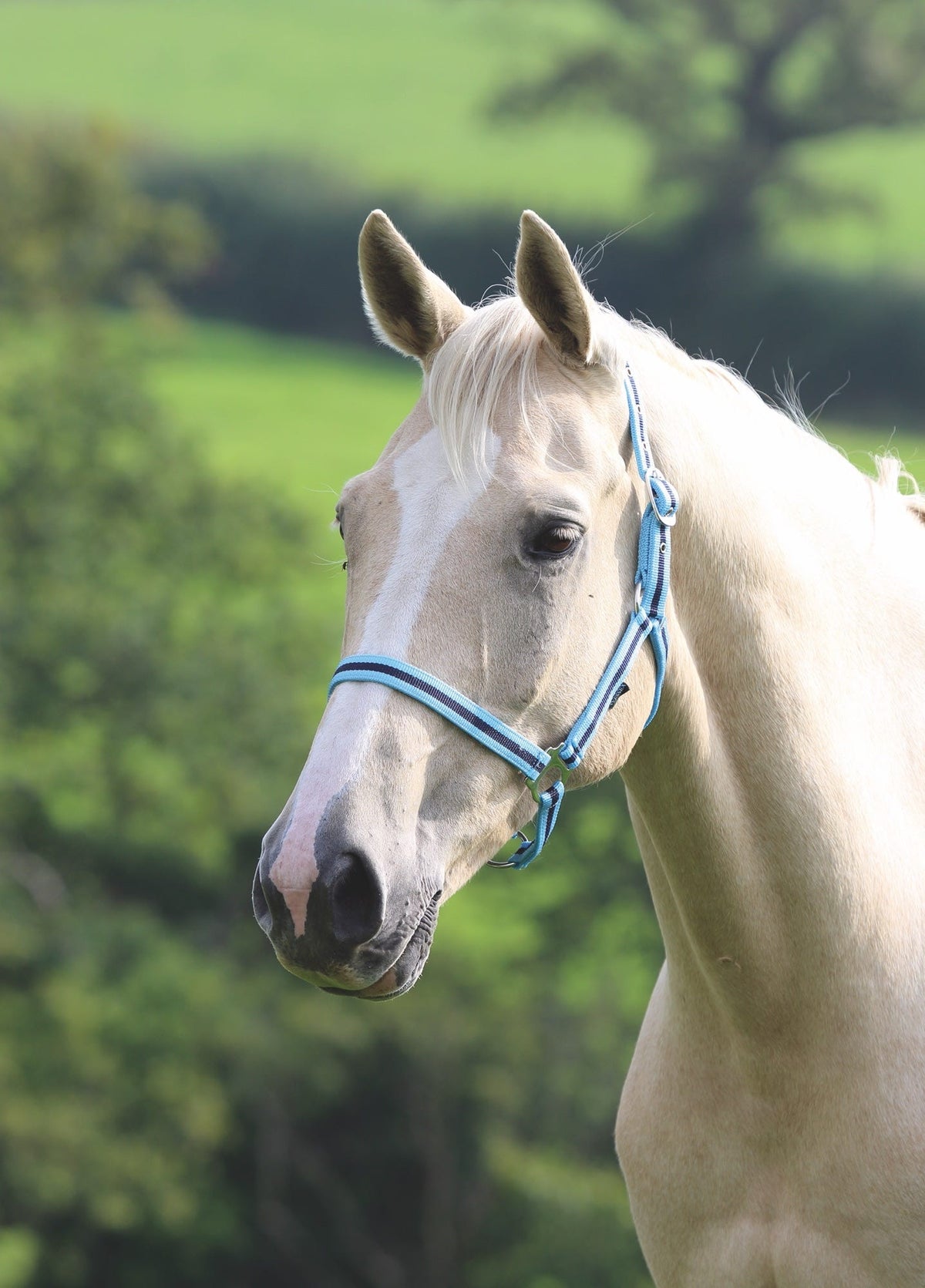 Shires Wessex Headcollar