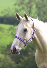 Shires Wessex Headcollar