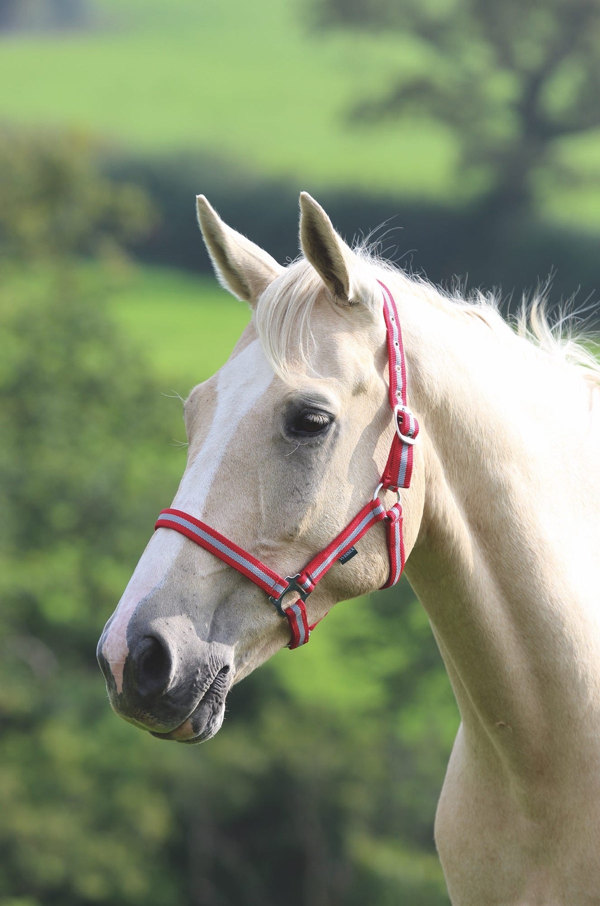 Shires Wessex Headcollar