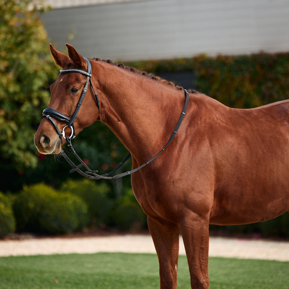 Dublin Padded Comfort Crown Patent Flash Bridle with Crystal Browband