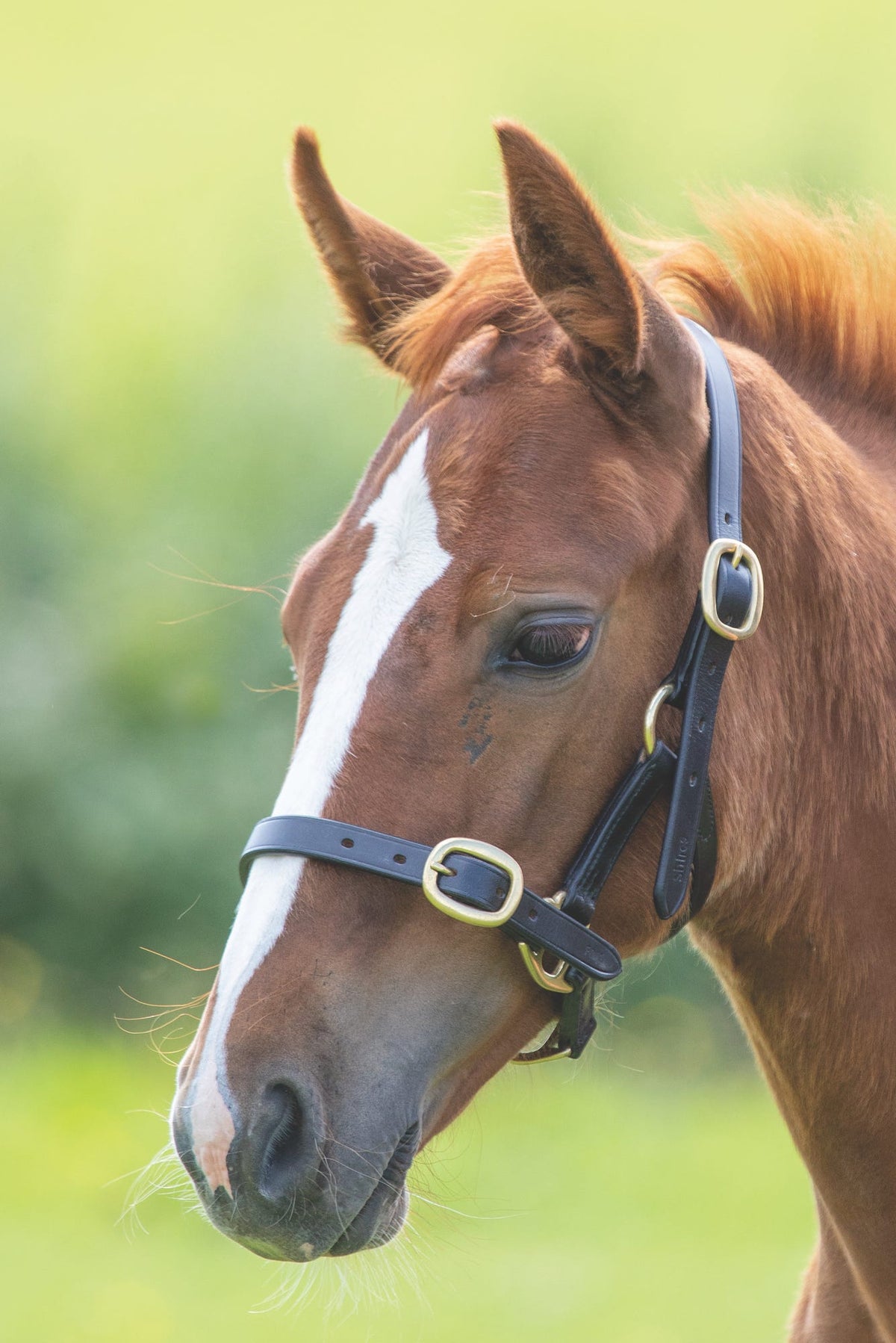Shires Velociti GARA Adjustable Leather Foal Headcollar