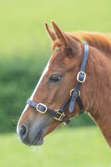 Shires Velociti GARA Adjustable Leather Foal Headcollar