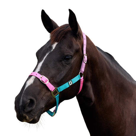 Dublin Everyday Nylon Headcollar for Horses