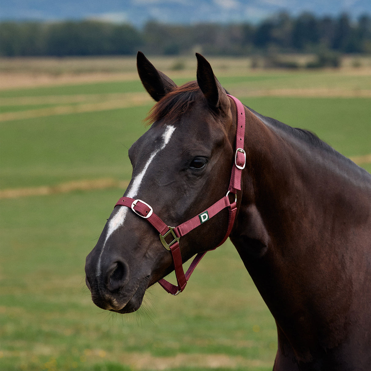 Dublin Everyday Nylon Headcollar for Horses